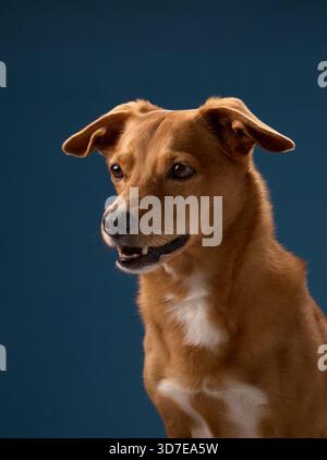 Un cane marrone siede nella cornice su uno sfondo blu. L'illuminazione da studio migliora la texture e la forma della pelliccia. Foto Stock