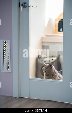 Il gatto solitario attende i proprietari nella camera d'albergo, circondato da giocattoli e attività ma si sente annoiato. Solitudine felina, cura degli animali domestici, pensione degli animali, ospitalità degli animali, tristezza dei gatti, solitudine di gatto in un rifugio Foto Stock