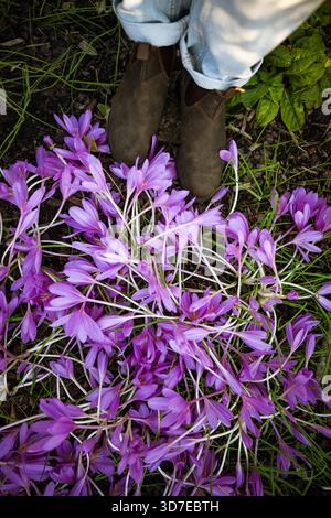 Fiori autunnali in ottobre nel parco. Persona in stivali Chelsea scamosciati in piedi vicino alla fioritura viola Colchicum autumnale (crocus), primo piano della vista dall'alto. Foto Stock