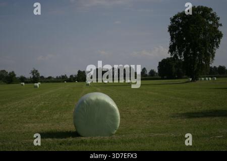 Balle di fieno avvolte in plastica verde su un campo falciato con un grande albero e un cielo blu. Foto Stock