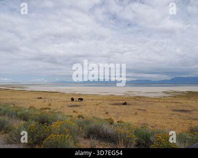 American Bison che riposa e pascola sulle aride e ampie pianure vicino alla costa del Great Salt Lake. Foto Stock