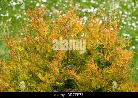 Thuja occidentalis "Fire Chief" American Arborvitae Foto Stock
