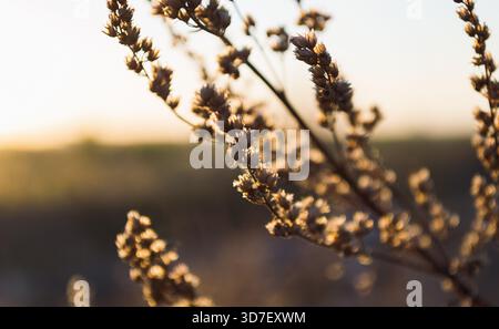 Fiori selvatici asciutti nella calda luce del tramonto Foto Stock