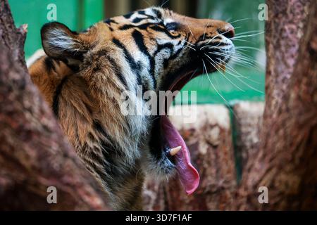 dettaglio della testa di una tigre sbadigliante con la bocca aperta e la lingua sporgente Foto Stock