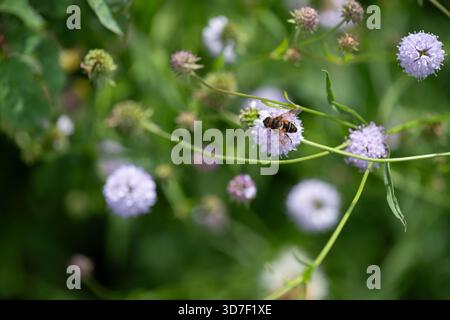 Un'ape su un piccolo fiore blu Foto Stock