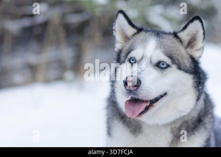 Snow dog Husky nella neve sullo sfondo della foresta, foresta innevata e cane. Foto Stock