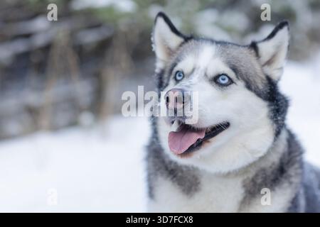 Cane da neve Husky sulla neve sullo sfondo della foresta, della foresta innevata e del cane Foto Stock