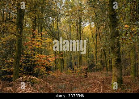 L'antica Savernake Forest vicino a Marlborough, Regno Unito, con colori autunnali, mostra un'abbondanza di specie diverse di alberi e felci Foto Stock