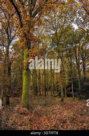 L'antica Savernake Forest, Marlborough, Regno Unito, con colori autunnali, mostra una diversa specie di alberi, querce coperte di muschio e felci Foto Stock