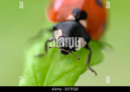 Vista macro di un ladybird a sette punti su una foglia di menta in un giardino con messa a fuoco selettiva e sfondo verde tenue Foto Stock