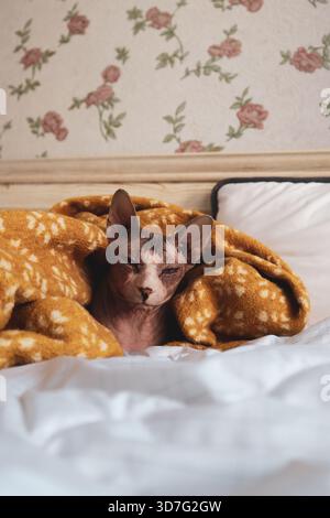 Gatto Sphynx che si rilassa a letto, avvolto in una coperta accogliente. Un gattino Sphinx senza capelli e' accoccolato in una calda coperta su un letto, creando un intimo e confortevole Foto Stock
