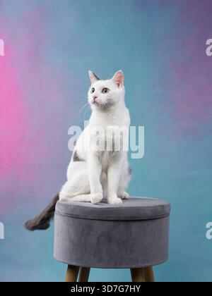 Un gatto bianco si erge alto su uno sgabello, sollevando una zampa in una posa delicata. Lo sfondo dai toni pastello crea un look morbido e sognante. Foto Stock