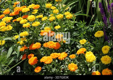 esplosione di arancio brillante, fiori gialli, foglie verdi ricche di luce solare estiva (primo piano) Foto Stock