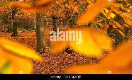 Bosco di faggi autunnali con calde foglie di arancio e un tappeto di foglie autunnali Foto Stock
