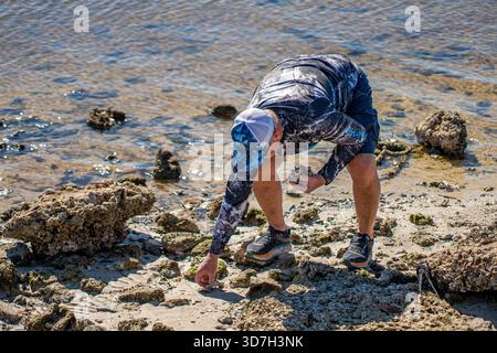 A caccia di conchiglie sulla spiaggia con la bassa marea Foto Stock