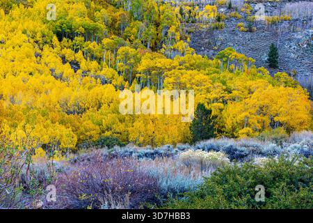 Una ripida collina ricoperta da pioppi gialli luminosi con accenti sempreverdi e affioramenti rocciosi vicino a South Lake, Bishop, Eastern Sierra. Foto Stock