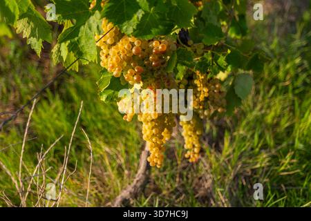 Un bel mucchio di uve bianche dorate, mature e dolci, pronte per la vendemmia, appese alla vite, bagnate dalla calda luce del sole pomeridiano. Perfetto per il vino, ha Foto Stock