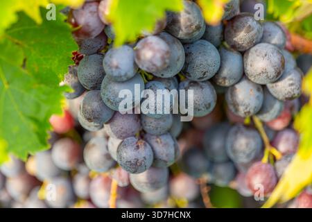 Foto in primo piano con particolare attenzione alla consistenza e alla delicata fioritura della ceretta su uve mature, blu intenso e viola. Ideale per macro, cibo, vino e cibo sano Foto Stock