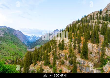 Ampia veduta di un ripido pendio di montagna ricoperto da pini sparsi e alti sempreverdi che crescono tra le sporgenze rocciose, che si affaccia su una profonda valle nella parte posteriore Foto Stock