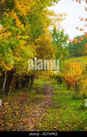 Un sentiero fangoso ricoperto di foglie cadute si snoda attraverso una fitta foresta con alberi che mostrano colori autunnali gialli e verdi Foto Stock