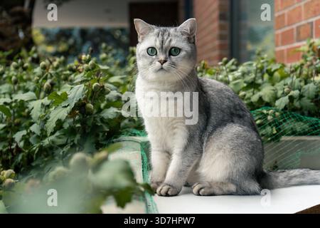 Silver feline siede serenamente all'aperto, occhi scintillanti in mezzo a una vegetazione lussureggiante. Hamilton, AVANTI Foto Stock