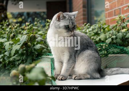 Un gatto argentato si siede all'esterno nel giardino godendosi il sole. Hamilton, AVANTI Foto Stock