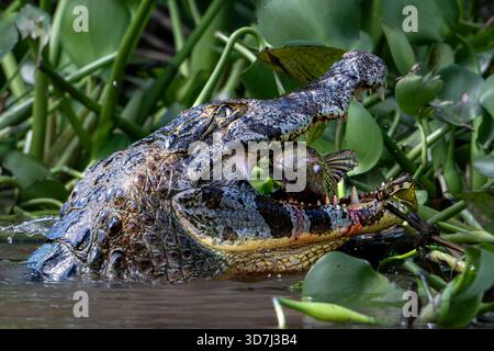 Caiman che mangia pesce nel Pantanal, Brasile Foto Stock