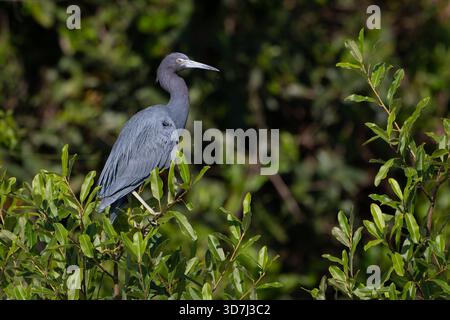 Piccolo airone blu (Egretta caerulea(, arroccato nel Bush Foto Stock