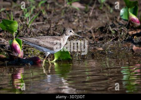 Solitario sandpiper (Tringa solitaria) guado nel fiume per cibo. Foto Stock