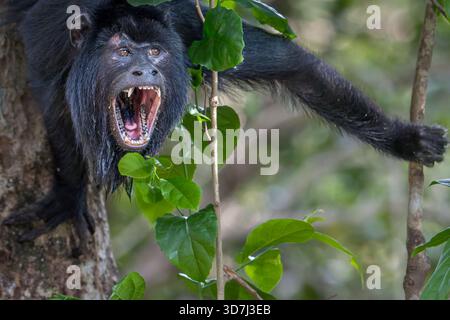 Howler Monkey male nel Pantanal, Brasile Foto Stock