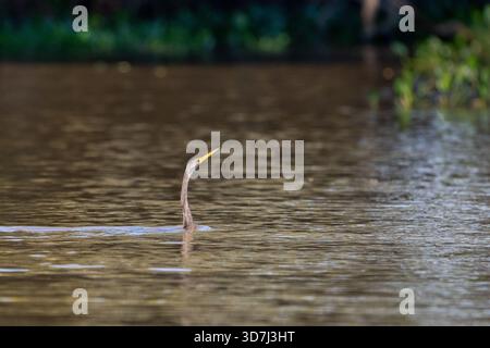 Anhinga, Snakebird o Darter (Anhinga anhinga), caccia nel fiume Foto Stock