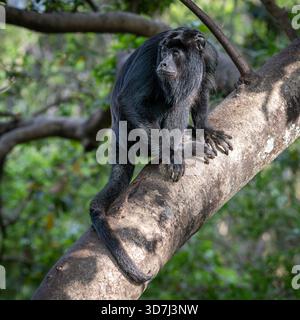 Howler Monkey male nel Pantanal, Brasile Foto Stock