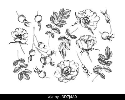 Set Rosehip di illustrazioni vettoriali di inchiostro disegnate a mano. Fiori, bacche, foglie e gemme. Illustrazione Vettoriale