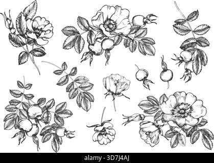 Set Rosehip di illustrazioni vettoriali di inchiostro disegnate a mano. Fiori, bacche, foglie e gemme. Illustrazione Vettoriale