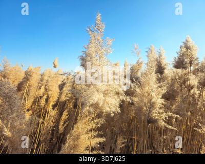 Golden Reed Grass Field sotto Clear Blue Autumn Sky Foto Stock