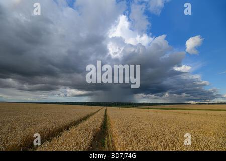 Una vista mozzafiato di un campo dorato che si estende sotto una spettacolare copertura nuvolosa contro un cielo azzurro Foto Stock