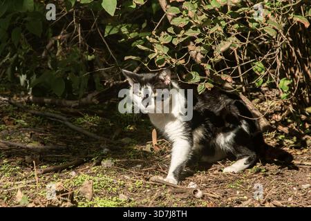 Gatto randagio bianco e nero che riposa sotto i cespugli in un ambiente esterno naturale illuminato dalla luce calda del sole Foto Stock