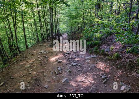 Foresta in Wolosate villlage - itinerario turistico a picco Tarnica nei monti Bieszczady in Polonia meridionale, vista da un percorso a picco Tarnica Foto Stock