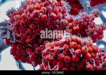 Bacche di rowan rosso brillante ricoperte da sottile gelo sui rami, sfondo morbido e sfocato. Foto Stock