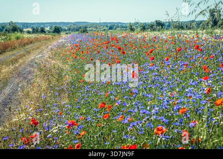 Medow con fiori di mais e papaveri vicino al villaggio di Modlimowo, Zachodniopomorskie - regione polacca della Pomerania Occidentale Foto Stock