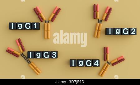 Rendering 3D delle quattro sottoclassi IgG umane (IgG1, IgG2, IgG3, IgG4). Le loro strutture distinte portano a diverse funzioni di risposta immunitaria. Foto Stock