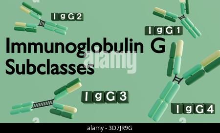Rendering 3D delle quattro sottoclassi IgG umane (IgG1, IgG2, IgG3, IgG4). Le loro strutture distinte portano a diverse funzioni di risposta immunitaria. Foto Stock