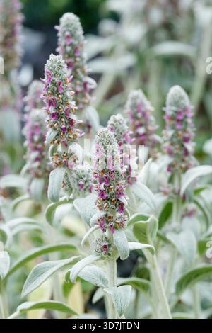 Stachys byzantina, orecchie di agnello, foglie oblunghe-ellittiche, piccoli gambi di wooley, fiori viola/rosa sui gambi Foto Stock
