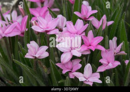 Rodoipoxis baurii "Stella" rosa Foto Stock