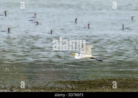 Great Egret sorvola il lago Blagdon con pesci in bocca e cormorani che nuotano sullo sfondo Foto Stock