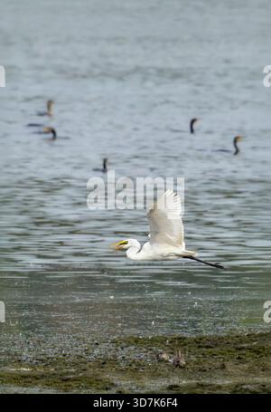 Great Egret sorvola il lago Blagdon con pesci in bocca e cormorani che nuotano sullo sfondo Foto Stock