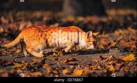 Un gatto sta camminando attraverso un mucchio di foglie. Il gatto è arancione e bianco. Le foglie sono marroni e sparse per terra. La scena è tranquilla e ca Foto Stock