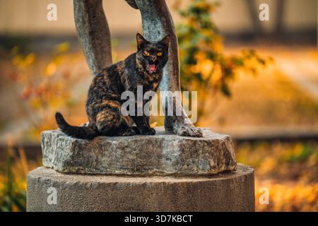 Un gatto nero e arancione è seduto su una statua di pietra. Il gatto sta guardando la macchina fotografica ed è arrabbiato Foto Stock