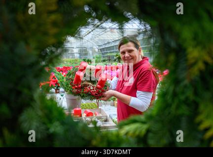 Lindenberg, Germania. 26 novembre 2025. Kathrin Herlein, fiorista di Gärtnerei Heinrich, mostra una corona dell'Avvento. Il 30 novembre è il 1° Avvento. Ci sono molte interpretazioni diverse della corona dell'Avvento. Il simbolismo originale è l'aumento della luce come espressione della crescente attesa della nascita di Gesù Cristo. Crediti: Patrick Pleul/dpa/Alamy Live News Foto Stock