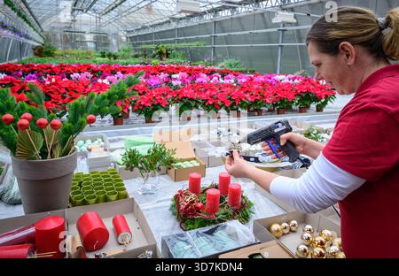 Lindenberg, Germania. 26 novembre 2025. Kathrin Herlein, fiorista di Gärtnerei Heinrich, crea una corona dell'Avvento. Il 30 novembre è il 1° Avvento. Ci sono molte interpretazioni diverse della corona dell'Avvento. Il simbolismo originale è l'aumento della luce come espressione della crescente attesa della nascita di Gesù Cristo. Crediti: Patrick Pleul/dpa/Alamy Live News Foto Stock